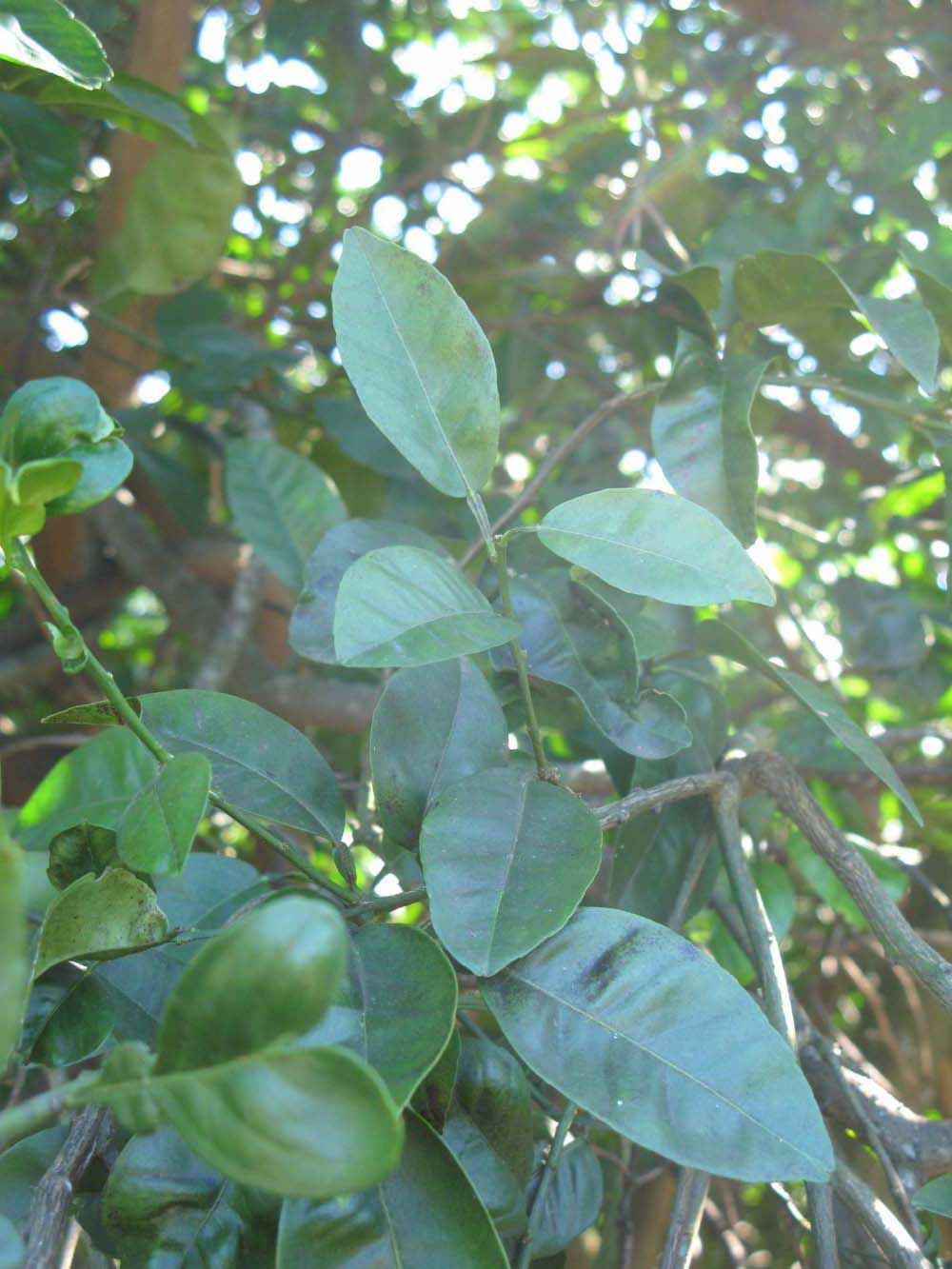              Shade leaves (Winter Haven, FL)       